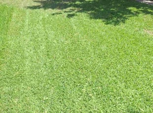 Lauren E.'s Lawn Mowing service result