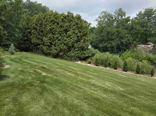 Letisha M.'s Lawn Care service result
