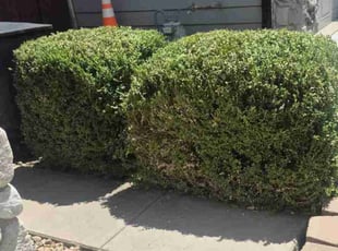 Bush Trimming by John Hibbs for Nimesh K. in Thornton, CO