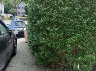 Bush Trimming by Peter Monopoli for Steve Y. in Quincy, MA