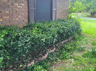 Bush Trimming by Brandon Plater for Jamon M. in Shreveport, LA