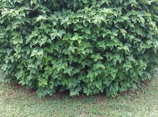 Bush Trimming by Kenneth Hall for Jennifer C. in Orlando, FL