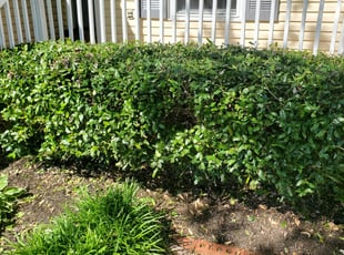 Bush Trimming by Daniel Dunlap for Jonathan B. in Hendersonville, TN
