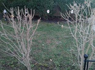 Cleanups by Khalif Boldin for Gayle D. in Philadelphia, PA