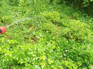 Weeding by Charles Robinson for Elaine C. in Cartersville, GA