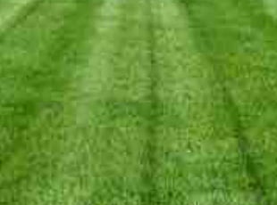 Erick P.'s Lawn Mowing service result