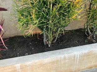 Bush Trimming by George Islas for Ruben V. in Huntington Beach, CA
