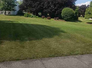 Carol H.'s Yard Cutting service result