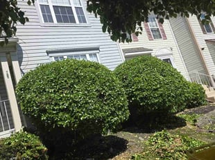 Bush Trimming by Yobani Benitez for Ashaunte T. in Odenton, MD