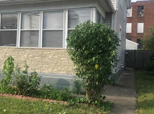 Bush Trimming by Stephen Reynolds for Corian J. in Dayton, OH