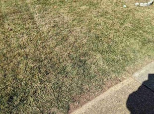 Bush Trimming by Roscoe Carr for Liz P. in Woodbridge, VA