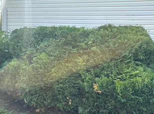 Bush Trimming by Landyn Kaufman for Daniel J. in Anderson, IN