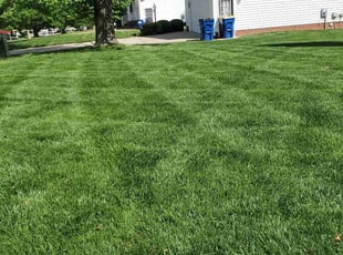 Millie C.'s Lawn Care service result