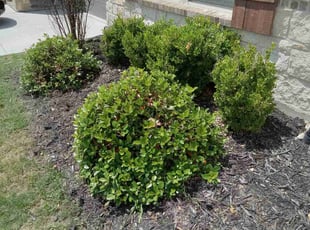 Weeding by Gralin Johnson for 5556 Annie Creek Rd Fort Worth, TX 76126 United States H. in Fort Worth, TX