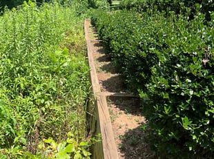 Weeding by Abdoulaye Niang for James B. in Marietta, GA