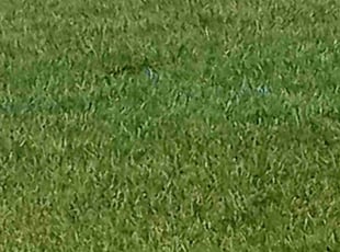 Michael F.'s Lawn Care service result