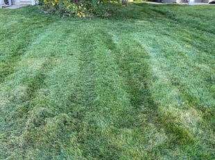 erica b.'s Lawn Maintenance service result