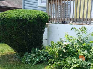 Bush Trimming by Kenneth Jackson for Amanda G. in Bridgeport, CT