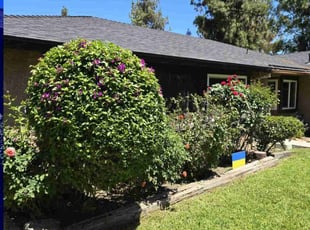 Bush Trimming by Ricky Garcia for Stephanie S. in Riverside, CA