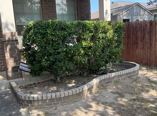 Bush Trimming by Juan Vazquez for LeTrell T. in San Antonio, TX