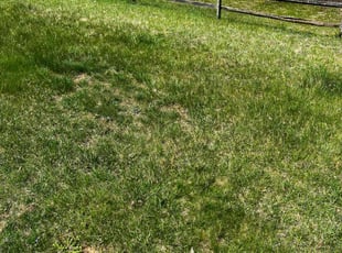 Leaf Removal by Michael Gengler for Brittney C. in Abingdon, MD