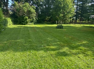 Alexandre B.'s Lawn Mowing service result