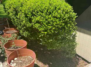 Bush Trimming by Paul Tollefson for Meisalyz V. in Tallahassee, FL