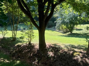 Frank V.'s Grass Cutting service result