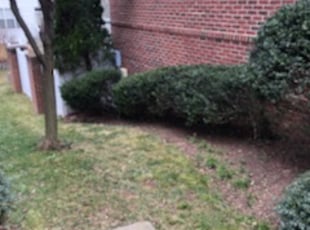 Leaf Removal by Hevert Pacheco for Johnathan O. in Leesburg, VA