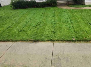 Brandon B.'s Lawn Mowing service result