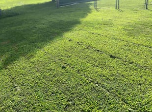 Holly G.'s Grass Cutting service result