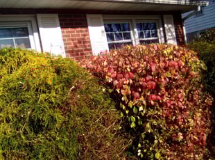 Bush Trimming by David Moyer for Felicia J. in Hellertown, PA