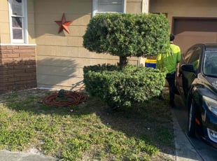 Bush Trimming by Nicodemo Soto for Tim V. in West Palm Beach, FL
