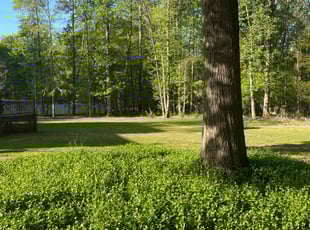 Doreen R.'s Lawn Mowing service result