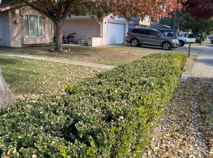 Bush Trimming by Robert Macias for Latrice C. in Sacramento, CA