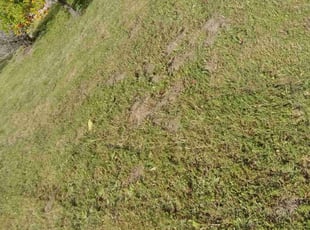 Patricia B.'s Lawn Service service result