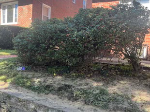 Bush Trimming by Eric Brooks for Denise W. in Philadelphia, PA