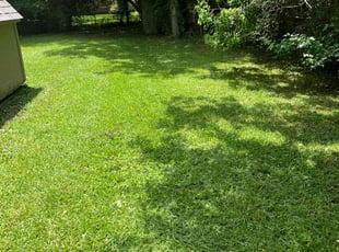 Sabiya A.'s Lawn Mowing service result