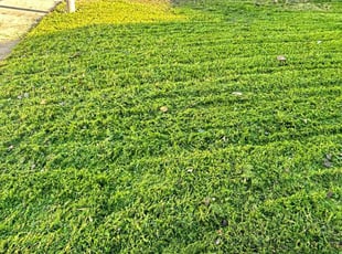 Larry C.'s Lawn Mowing Service service result