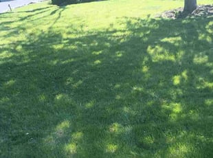 Jean W.'s Lawn Care service result