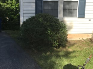 Bush Trimming by Alexis Rafael Ruiz for Kofi J. in Silver Spring, MD