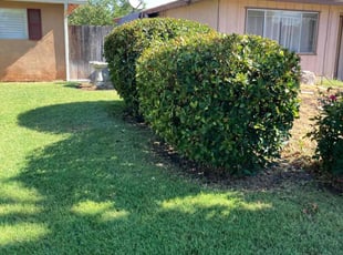 Bush Trimming by Alex Rodriguez for Jack B. in Fresno, CA