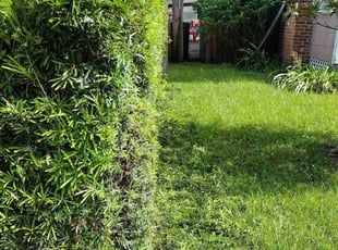 Bush Trimming by Josue Nunez for Ahmier H. in Orlando, FL