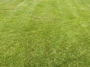 Latisha K.'s Lawn Mowing Service service result