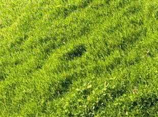 Kaitlyn P.'s Lawn Service service result