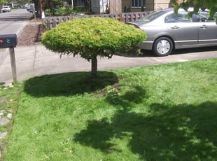 Bush Trimming by Brandon Young for Todd P. in Beaverton, OR