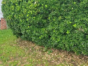 Bush Trimming by Mike Williams for Kyle R. in Richmond, VA