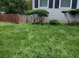 Bush Trimming by Malgorzata NOWAK for Tatiana S. in Upper Marlboro, MD