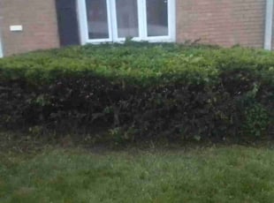 Bush Trimming by Kasey Steward for Kelly H. in Affton, MO