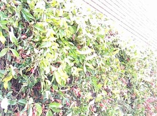 Bush Trimming by Juan Hurtado for Mike T. in Los Angeles, CA